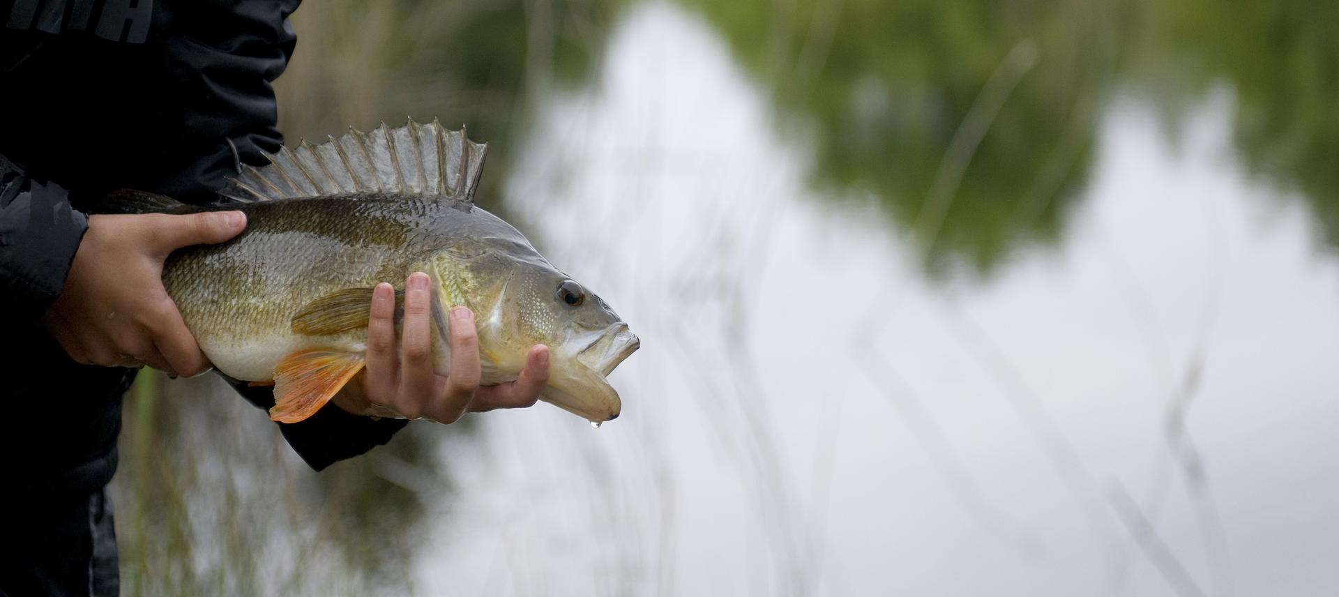 Pourquoi une carte de pêche