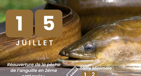 Fermeture de la pêche de l'Anguille