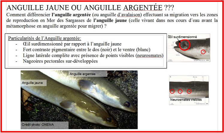 Ouverture du brochet samedi 30 avril - Fédération de pêche de  Meurthe-et-Moselle